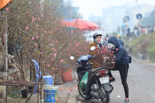 Đào nở sớm thu hút không ít người mua. Màu đỏ đặc trưng của loại hoa này đặc biệt quấn hút những người yêu hoa.