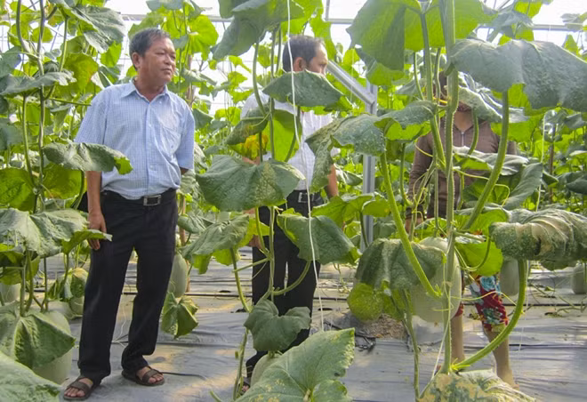 Một mô hình trồng dưa lưới theo tiêu chuẩn VietGAP.