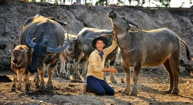Cảnh trong phim “Mùa len trâu” của đạo diễn Nguyễn Võ Nghiêm Minh.