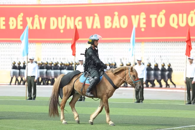 Giống ngựa được lựa chọn cho CSCĐ kỵ binh là ngựa Mông Cổ thuần chủng tuy vóc dáng nhỏ bé nhưng lại sở hữu sức bền và khả năng thích ứng với khí hậu Việt Nam rất tốt.