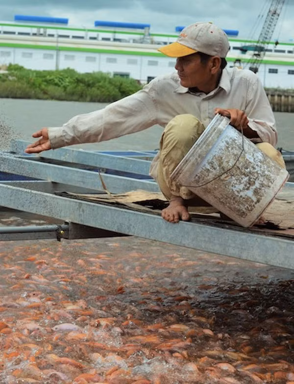 Người dân nuôi cá ven sông cạnh KCN canh cánh nỗi lo ô nhiễm.