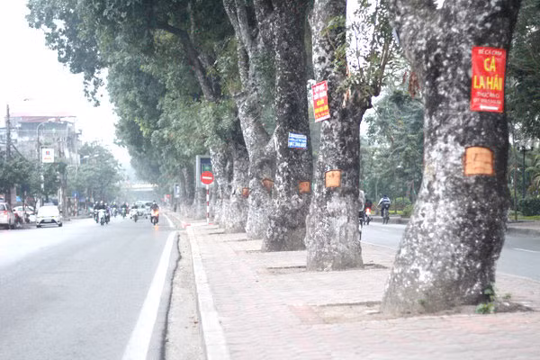 Nhiều cây xanh ở đường Láng bị bóc vỏ với kích thước giống nhau.
