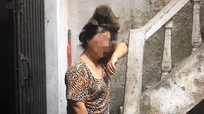 Một người dân khác cho biết hai con khỉ khá là dạn người. Chúng dường như quen với lối sống con người, thậm chí có thể trèo cả lên người nếu không cảm thấy đe dọa. Trong ảnh một người dân tại phố Nguyễn Tư Giản đã làm quen với một trong hai chú khỉ (ảnh do người dân cung cấp)