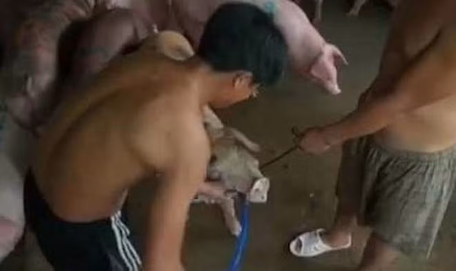 Nhân công đang bơm nước tăng trọng cho heo bị phát hiện.