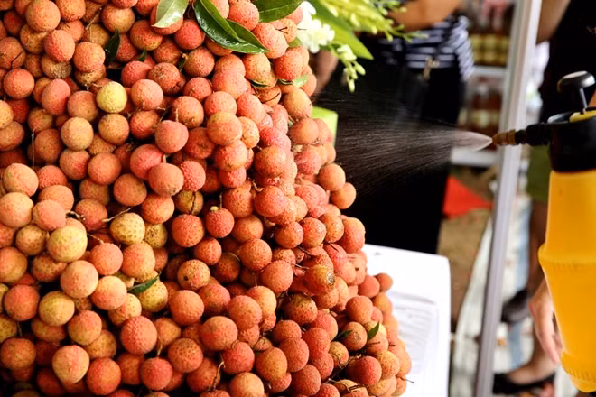 Vải Thanh Hà-Hải Dương từ lâu đã nổi tiếng vỏ mỏng, cùi dày, vị thanh mát, hương thơm đặc trưng.