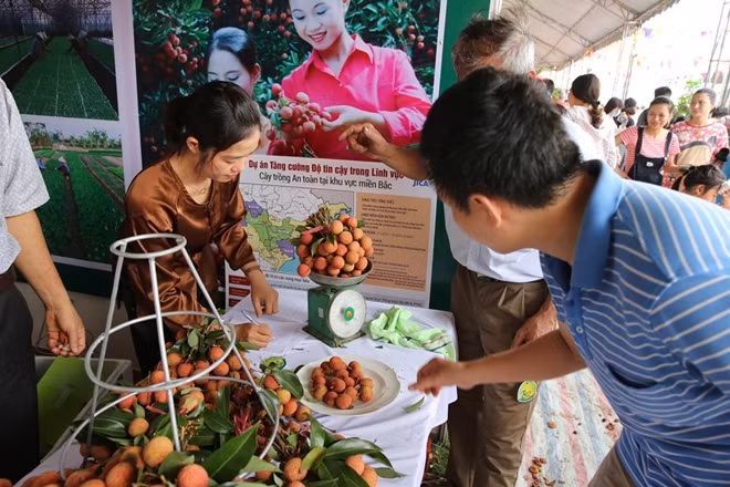Trong số các loại vải Thanh Hà thì có lẽ nổi tiếng nhất là loại vải U-Hồng, loại vải có quả to cùi dày nhiều nước vị ngọt nhẹ và đặc biệt có mùi thơm mát. Rất nhiều vị khách tới tham dự lễ hội đều muốn mua được loại vải này.
