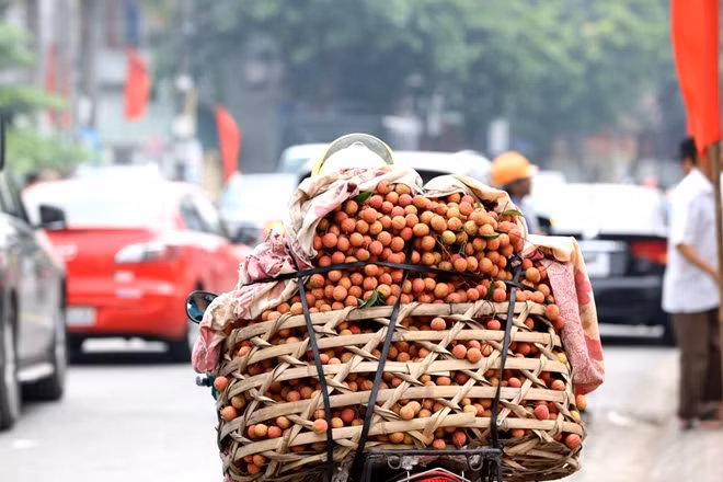 Vải Thanh Hà được xuất đi rất nhiều thị trường không chỉ trong nước mà còn ra một số thị trường nước ngoài.
