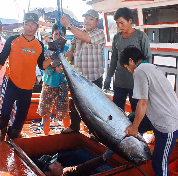 Ngư dân Phú Yên đưa cá ngừ đại dương từ hầm tàu đánh cá lên cảng cá phường 6 trong những ngày cuối năm.