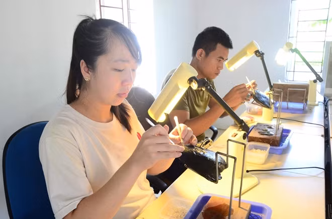 Cấy ngọc trai là một bước vô cùng tỉ mỉ.