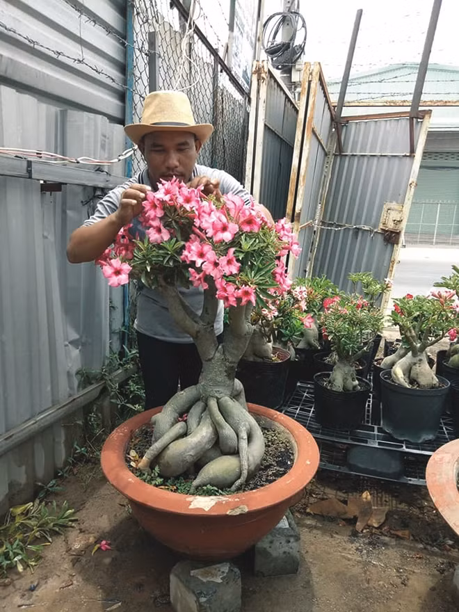 Nguyễn Thanh Phong đang chăm mai Tết.