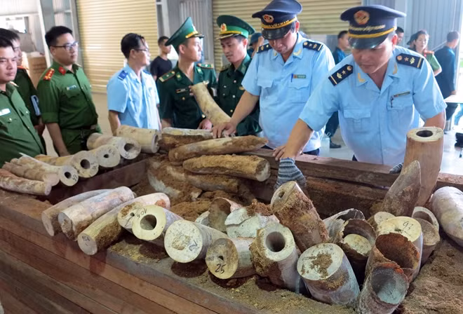 Số ngà voi "khủng" nhập về cảng Đà Nẵng vào tháng 3-2019 bị phát hiện.
