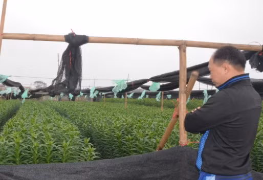 Người trồng hoa ly ở Tây Tựu đang lo lắng trước thời tiết bất thường. Người trồng hoa ly ở Tây Tựu đang lo lắng trước thời tiết bất thường.