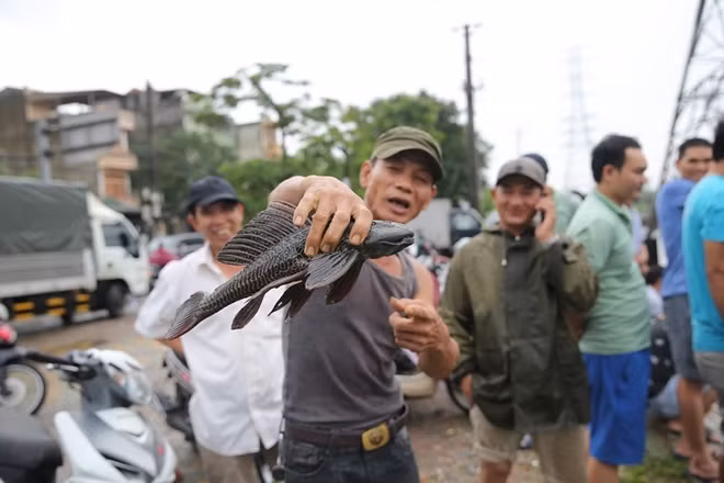 Một người dân với con cá dọn bể bắt bằng vó từ sông Kim Ngưu. Con cá này sau đó được thả người dân chỉ lấy các loại cá khác....