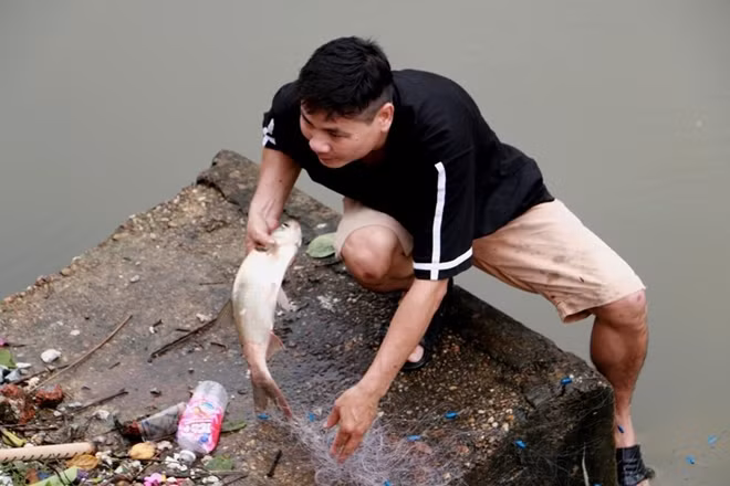 Anh Hoàng - một người dân sống gần sông Lừ cho biết đã bắt được gần 20 kg cá trong một lần thả lưới từ đêm qua đến sáng nay.