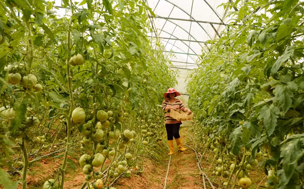 Nông sản Đà Lạt tăng giá mạnh do khan hiếm hàng. Nông sản Đà Lạt tăng giá mạnh do khan hiếm hàng.