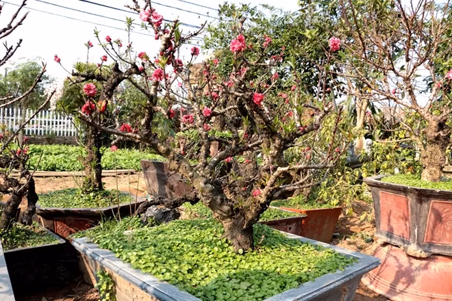 Những cây đào thất thốn hay còn được gọi là "đào tiến vua" là một giống đào rất hiếm. Cả vùng trồng đào Nhật Tân cũng chỉ có một vài nhà trồng loại đào này, trong đó nghệ nhân Lê Hàm là người nổi danh rất.