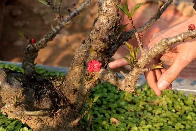 Các chậu đào với nhiều nụ và hoa nở trên thân luôn là mục tiêu của "dân sành chơi" dù giá cả có thể rất đắt.