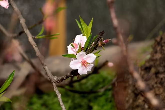 Ngoài sắc đỏ đào thất thốn còn có màu trắng phớt hồng. Theo nghệ nhân Lê Hàm, cả khu vườn của ông chỉ có độc nhất một cây đào thất thốn có hoa màu này.