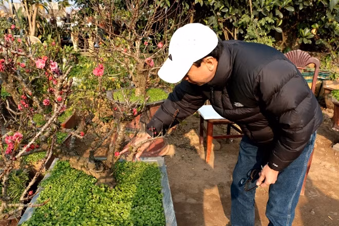Từ đầu tháng Chạp đến nay, vườn của nghệ nhân Lê Hàm đã có rất nhiều khách tới đặt mua đào.