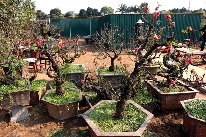 Khu vườn của nghệ nhân trồng đào thất thốn Lê Hàm (phường Nhật Tân, Tây Hồ, Hà Nội). Ông Lê Hàm được coi như Vua đào thất thốn của Hà Nội.