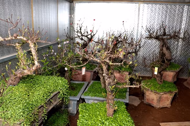 Vì là giống đào quý nên giá của mỗi chậu đào thất thốn cũng không hề rẻ, nhiều cây có giá lên tới hàng chục triệu đồng.