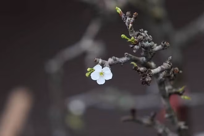 Sắc trắng của loại hoa này thu hút không ít người chơi.