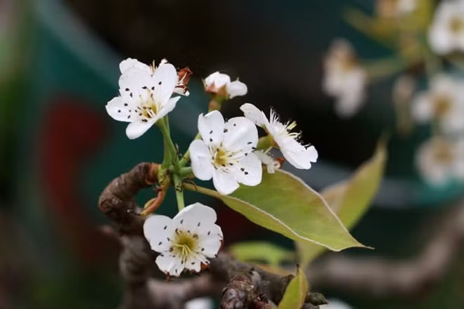 Mấy năm trở lại đây, người Hà Nội có thú vui chơi hoa lê vào dịp sau Tết.