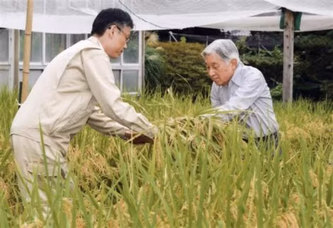 Hiện Nhật Hoàng Akihito vẫn trồng lúa và thu hoạch lúa trong Hoàng cung. Ảnh: Getty.