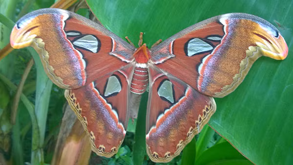 Đàn bướm khủng.