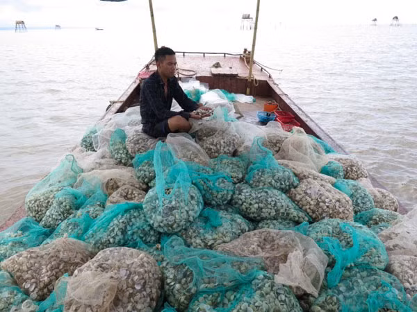 Người dân rớt nước mắt trước hàng tấn ngao chết.