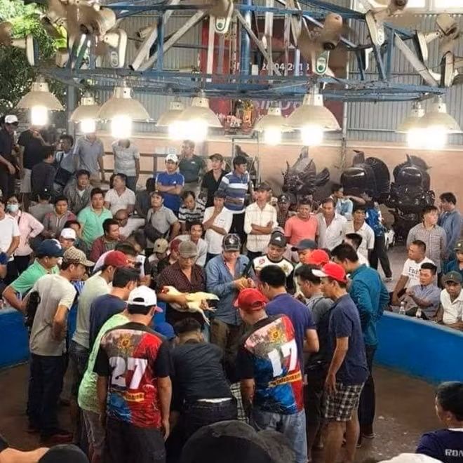 Đá gà ở Campuchia được đưa lên các trang mạng.