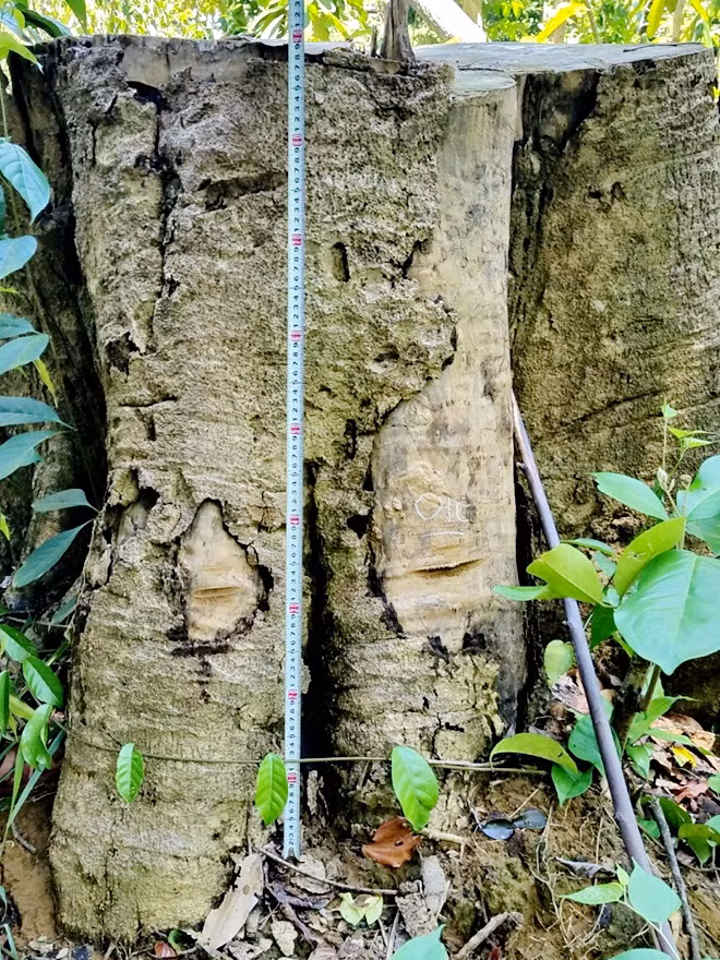 Vết tích những cây gỗ đã bị đốn hạ. Vết tích những cây gỗ đã bị đốn hạ.