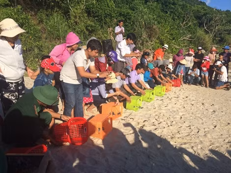 Nỗ lực bảo tồn rùa biển ở vịnh Nha Trang ảnh 3