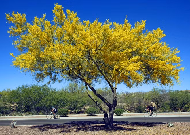 Cây Palo Verde.
