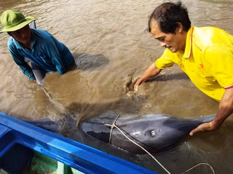 Cá heo dạt vào bờ được người dân cứu kịp thời