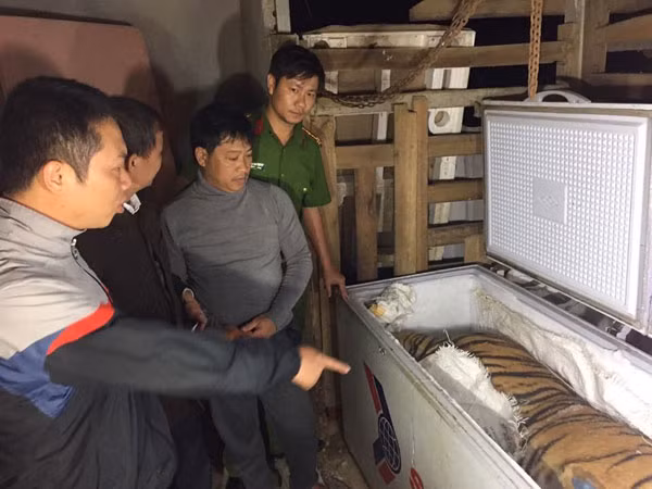 Cán bộ Công an kiểm tra cá thể hổ đông lạnh