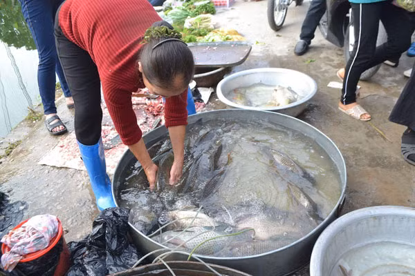 Những con cá to nhất, ngon nhất được người dân bày bán. Những con cá to nhất, ngon nhất được người dân bày bán.