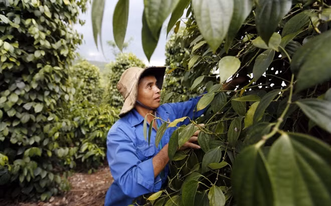Người trồng hồ tiêu Lâm Đồng lo lắng vì giá xuống thấp.