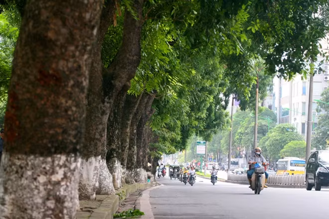 Hàng xà cừ cổ thụ ở Kim Mã sau 8 tháng bị di dời.