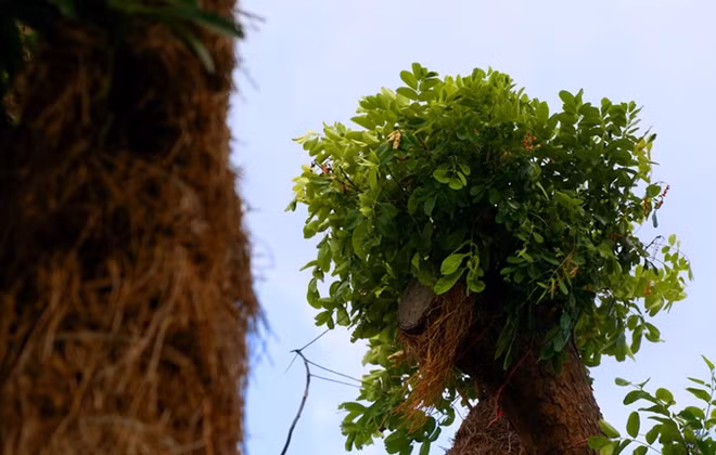 Đơn giá chặt một cây xà cừ có đường kính 1,2 m là 35 triệu đồng; nếu đánh chuyển và chăm sóc thì chi phí lớn hơn tùy theo đường kính thân cây, có thể đến 50-60 triệu đồng mỗi cây.