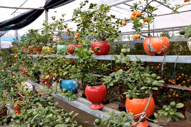 Ngoài trồng trong chai thủy tinh, các chủ vườn quất tại Tứ Liên còn "sáng tạo" ra những các phối trồng giữ những cây quất cảnh bonsai một cách độc đáo, mới lạ.