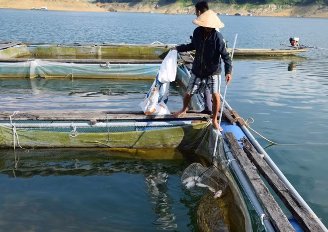 Từ cuối tháng 6 đến nay, cá nuôi lồng bè liên tục chết khiến các hộ nuôi cá lo lắng.