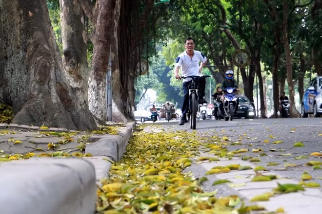 Khác với mùa thu, những chiếc lá vàng rụng xuống trong khi trên cây vẫn còn rất nhiều lá xanh.