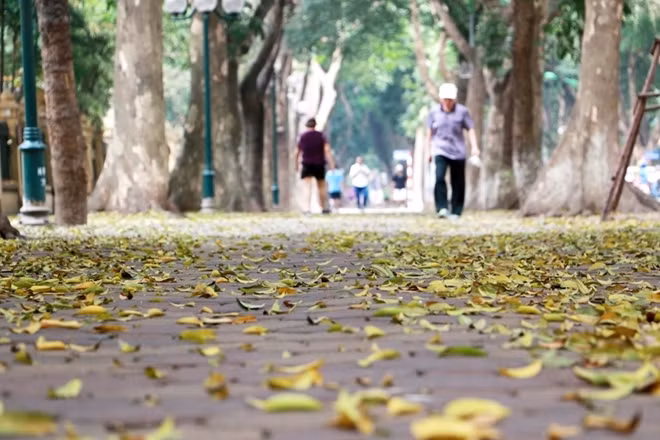 Mùa lá rụng ở Hà Nội không phải là mùa thu, cũng không phải mùa đông, mà bắt đầu từ tháng tư, khi tiết trời chuyển từ xuân sang hè.