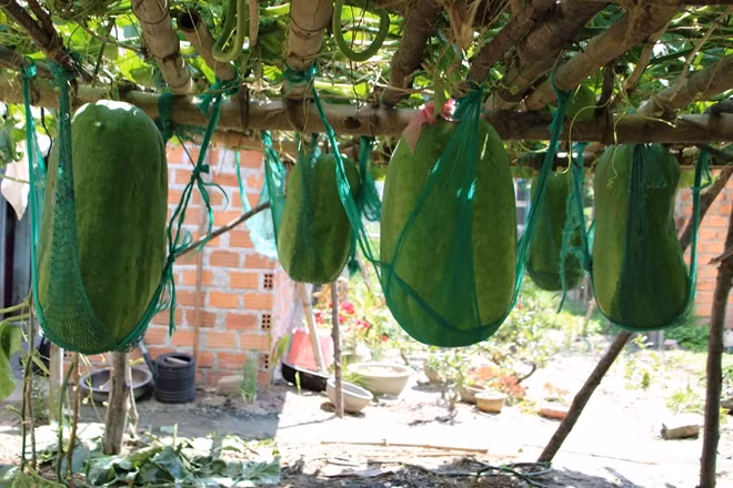 Bí đao "khổng lồ" ở bàu Chánh Trạch.