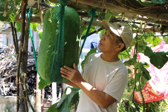 Ông Ngôn bên trái bí đao do mình trồng.