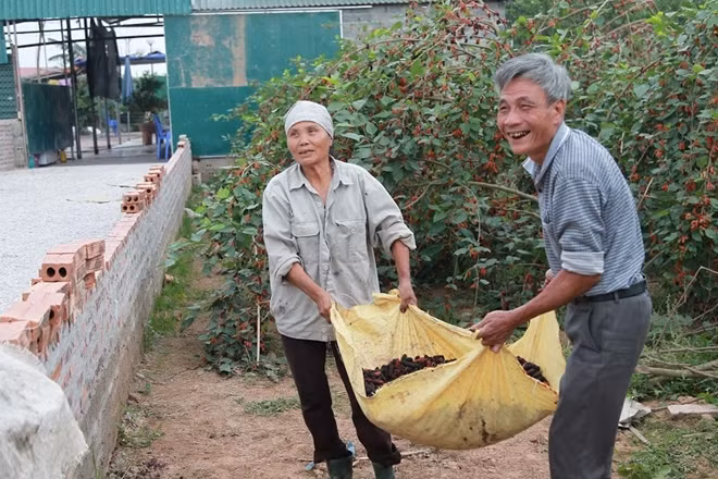 Thị trường tiêu thụ chính của quả dâu chín là Hà Nội, mỗi kg dâu khi về đến Thủ đô có thể lên tới 25.000 đồng/kg. Ngoài ra dâu chín cũng được nhiều thương lái thu mua để mang vào bán trong các tỉnh miền Trung và miền Nam.