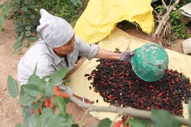 Việc thu hoạch dâu chỉ có thể làm bằng tay nên năng suất không cao lắm, 2 người làm việc liên tục một ngày mới lấy được 50 kg.