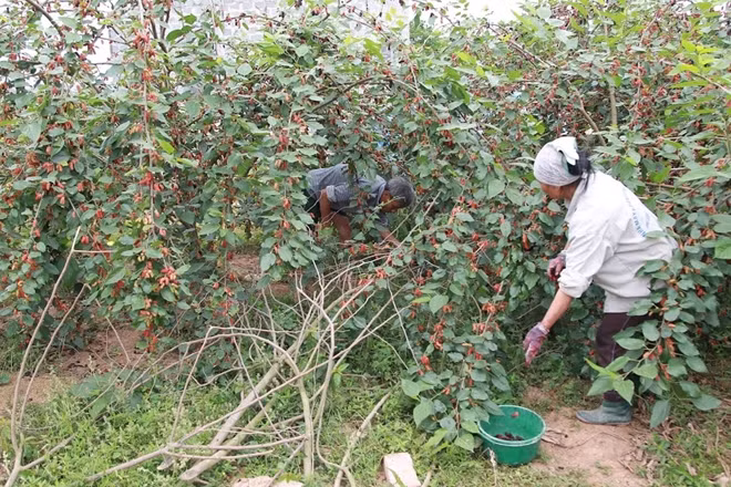 Một trong những nơi trồng dâu nhiều nhất xung quanh Hà Nội là xã Phúc Thọ huyện Quốc Oai. Vào thời điểm này, các vườn dâu nơi đây đã chín rộ.