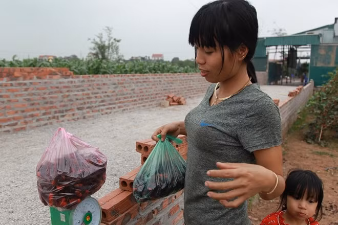 Nhiều người muốn đến tận vườn để dâu chín. Giá quả dâu hiện dao động từ 10 đến 15.000đồng/kg tùy chất lượng.